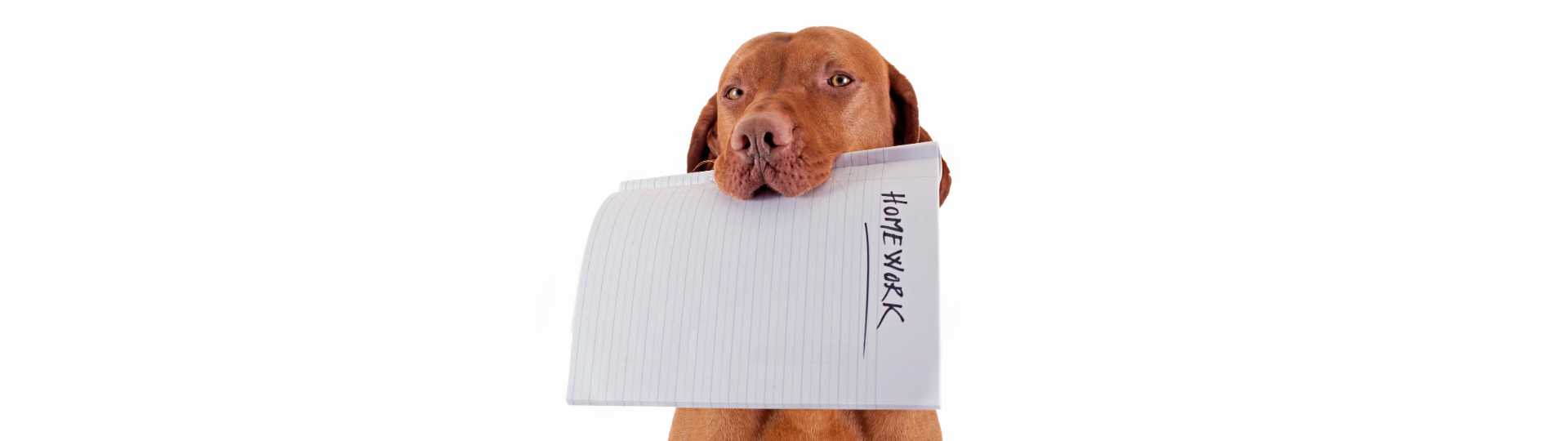 A dog holding a sheet of paper labeled "HOMEWORK" in its mouth.