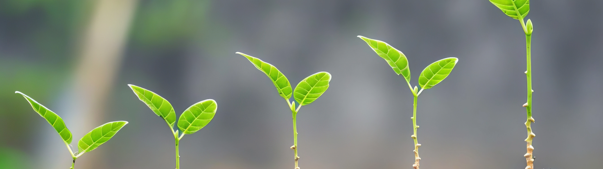 Five small plants growing in a row, symbolizing stages of growth and progress.