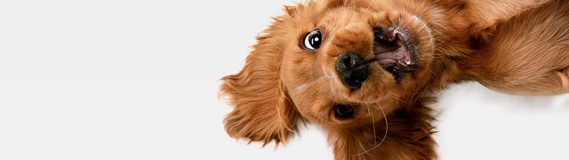 A playful dog lying on its back with an excited expression, looking directly at the camera.